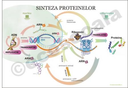 Plansa Sinteza proteinelor- dim. 70x100 cm