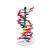 Model ADN dublu spiralat – 12 straturi