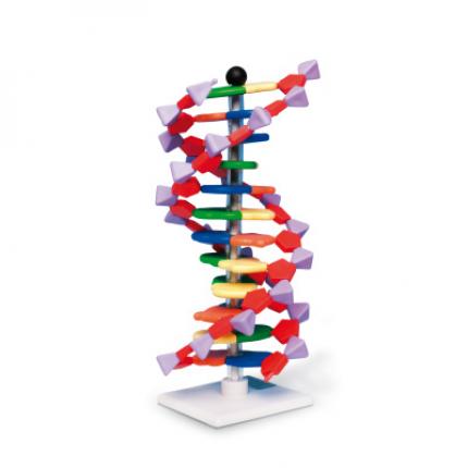 Model ADN dublu spiralat – 12 straturi