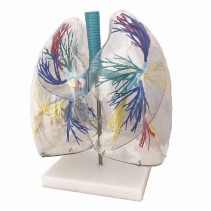 Model Transparent - Plămâni cu trahee