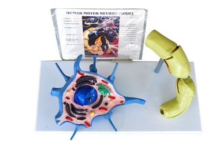 MULAJ NERVUL UMAN MOTRIC (DE LUX)