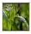 Ecran proiectie manual, perete/tavan, 180 x 180 cm, perete/tavan BlackMount, Format 1:1