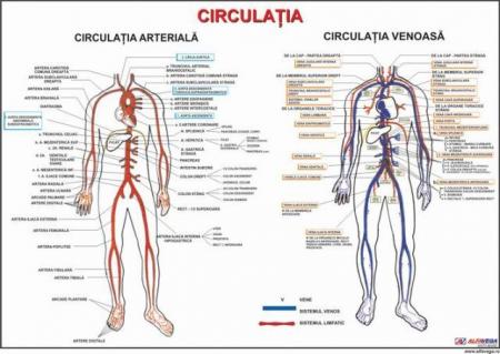 Circulatia (artere si vene)- dim. 800x1100 mm