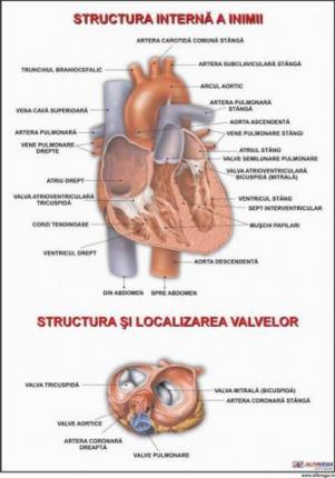 Inima (Anatomia inimii)- dim. 800x1100 mm