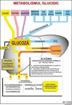 Metabolismul glucidic- dim. 800x1100 mm