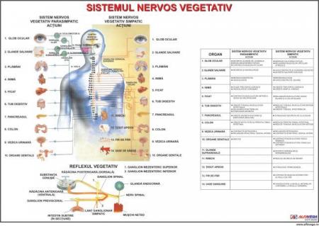 Sistemul nervos vegetativ- dim. 800X1100 mm