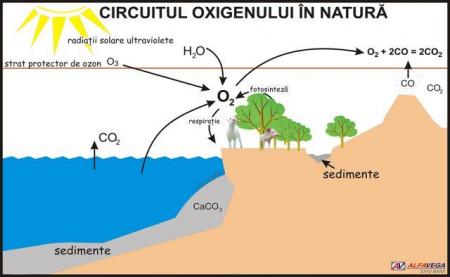 Circuitul oxigenului în natură - dim. 1100x800 mm