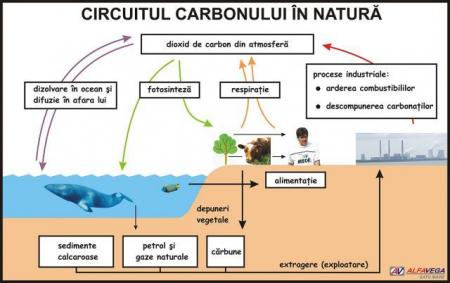 Circuitul carbonului în natură - dim. 1100x800 mm