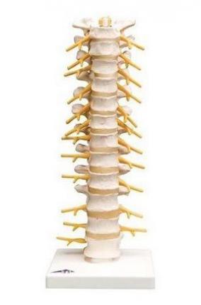 Model Coloana vertebrala toracica - H=330 mm (3BS)
