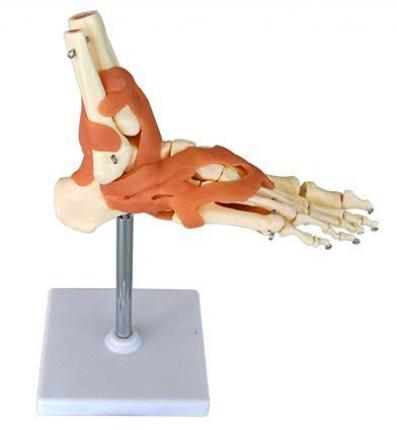 Laba piciorului - sistem osos cu articulatie si ligamente