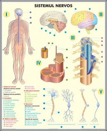 Sistemul nervos / Analizatorii - DUO (faţă-verso)-dim. 810x1000 mm