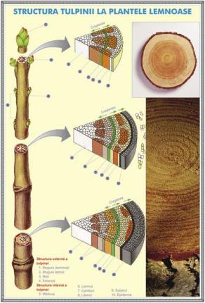 Structura tulpinei la plantele lemnoase / Structura vârfului de rădăcină - DUO (faţă-verso)