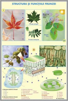 Structura şi funcţia florii la plante de tip angiospermatophyta / Structura şi funcţiile frunzei - DUO (faţă-verso)