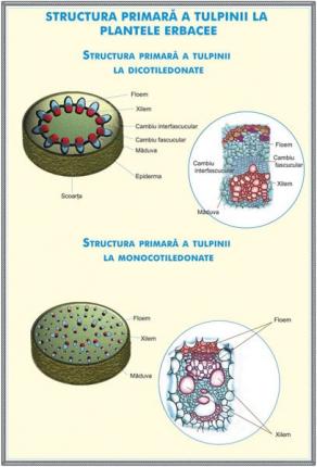 Structura tulpinei  la plantele erbacee / Regnul ciupercilor - DUO (faţă-verso)