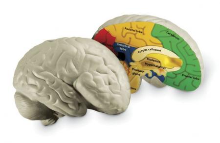 Secţiune creier