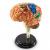 Model mic de creier asamblabil - 31 buc- H=10 cm