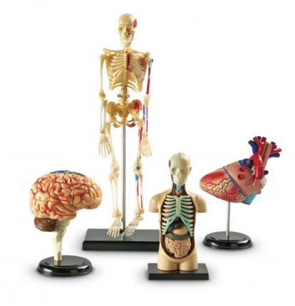 Set 4 modele anatomie- asamblabil