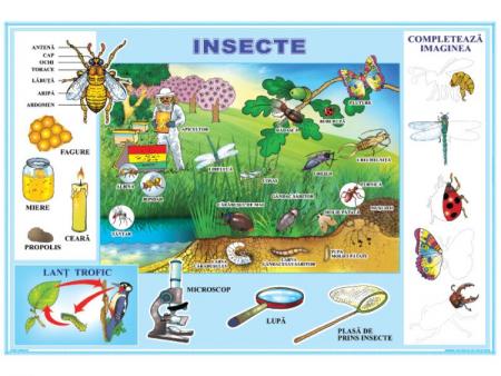Insecte / Meserii