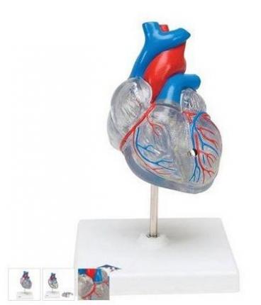 Inima clasica cu sistem circulator- 2 parti (3BS)