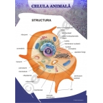 Plansa Celula Animala - dim. 70x100 cm