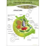 Plansa Celula Vegetala- dim. 70x100 cm