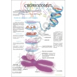 Plansa Cromozomul - dim. 70x100 cm