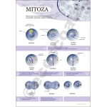 Plansa Mitoza - dim. 70x100 cm
