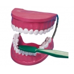 Mulaj Igiena dentara (dantura uriasa+perie) - scara 5:1