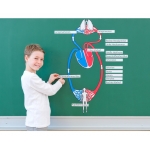 Sistemul Circulator - model magnetic