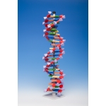 Model ADN dublu spiralat – 22 straturi