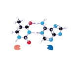 Model molecular bazele AND, 4 modele - MOLYMOD®