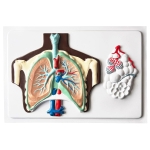 Model Sistemul Respirator Uman,  in relief