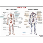 Circulatia (artere si vene)- dim. 800x1100 mm