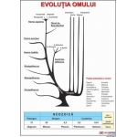 Evolutia umana- dim. 800x1100 mm