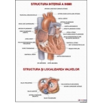 Inima (Anatomia inimii)- dim. 800x1100 mm
