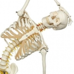 Model de schelet flexibil -3B Scientific