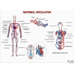 Sistemul circulator- dim. 800x1100 mm