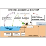 Circuitul carbonului în natură - dim. 1100x800 mm