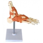 Laba piciorului - sistem osos cu articulatie si ligamente