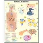 Sistemul endocrin / Sistemul digestiv - DUO (faţă - verso)-dim. 810x1000 mm