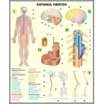 Sistemul nervos / Analizatorii - DUO (faţă-verso)-dim. 810x1000 mm