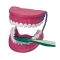 Mulaj Igiena dentara (dantura uriasa+perie) - scara 5:1
