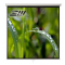 Ecran proiectie manual, perete/tavan, 180 x 180 cm, perete/tavan BlackMount, Format 1:1