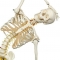Model de schelet flexibil -3B Scientific