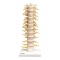 Model Coloana vertebrala toracica - H=330 mm (3BS)