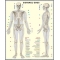 Schelet uman/ Sistemul muscular - DUO (faţă-verso)-dim. 810x1000 mm